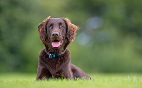 Dog on grass