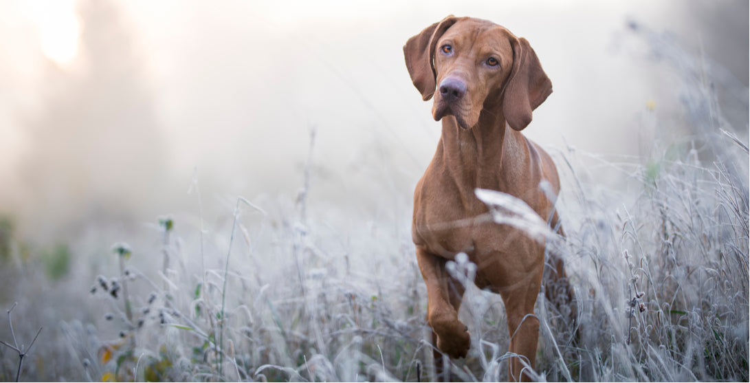 How to take care of your dog in winter