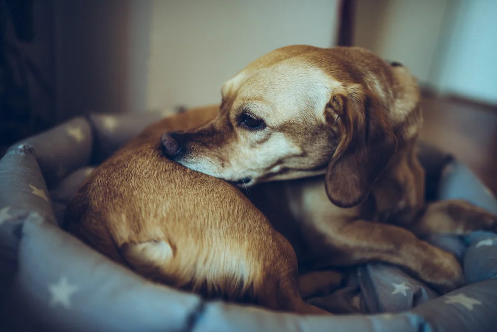 dog with ringworm