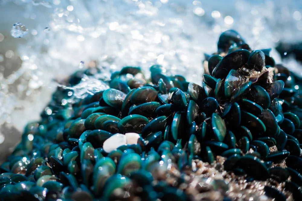 Green lipped mussel for joint care