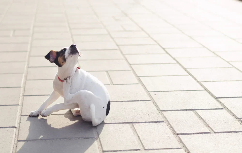 Itchy puppy has mange