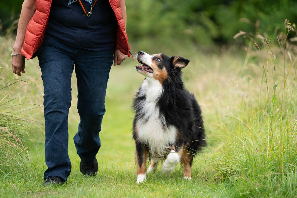 Black and white Border Collie walking with owner through long grass