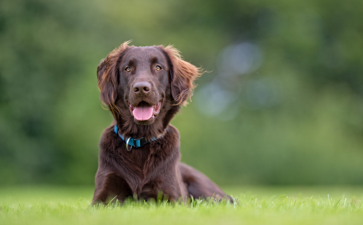 5 reasons why your dog refuses to go for a walk