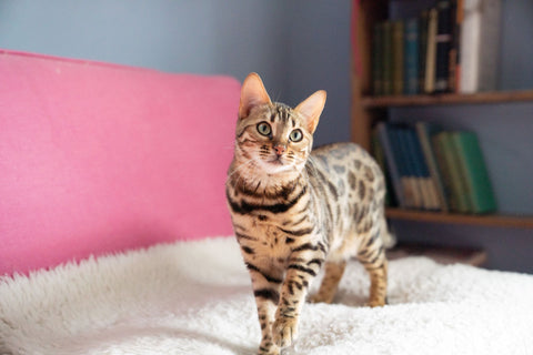 Brown cat looking at the camera on a pink sofa