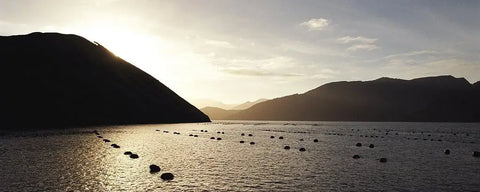 Green Lipped Mussel farm in New Zealand for YuMove Pet Supplements 
