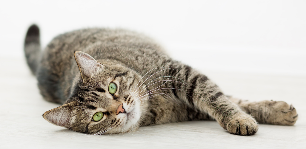 Tabby cat lying down stretching out