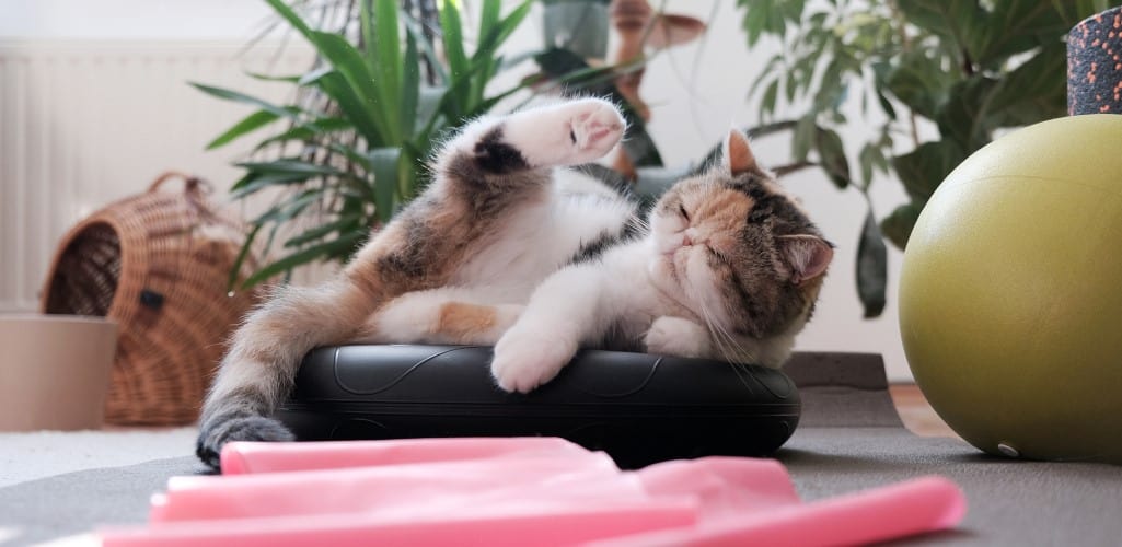 How much exercise does your cat need?