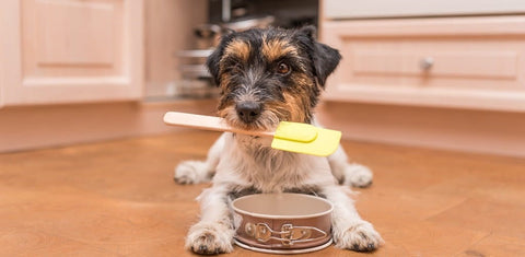 Jack Russell ready to bake