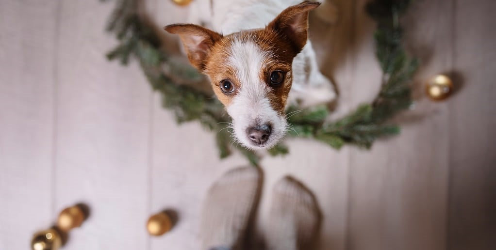 How to celebrate Christmas with your dog