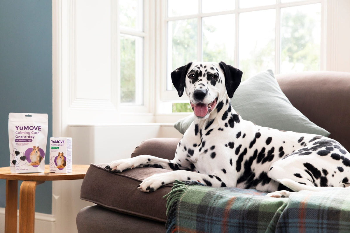 Which is the best YuMOVE calming supplement for your pet?