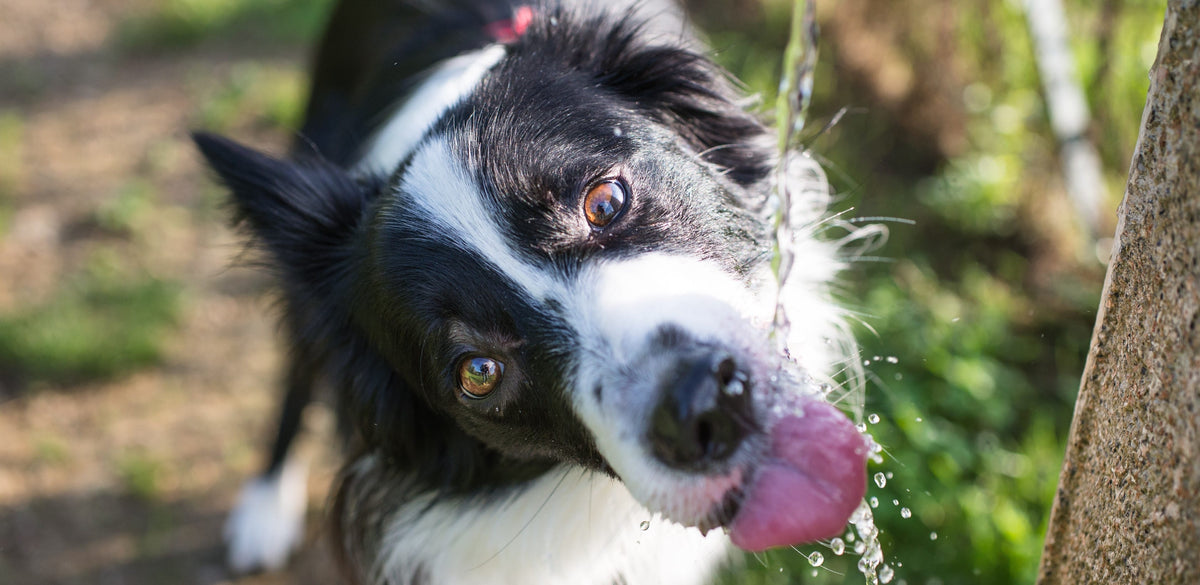 How much water does your dog need?