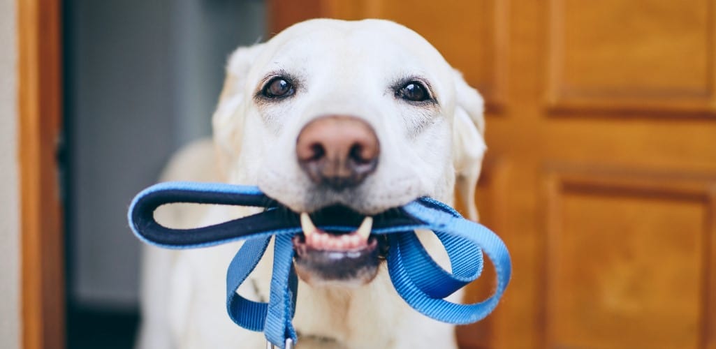 Dog walking etiquette