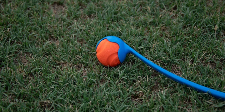 Dog Ball Throwers - What Are The Dangers?