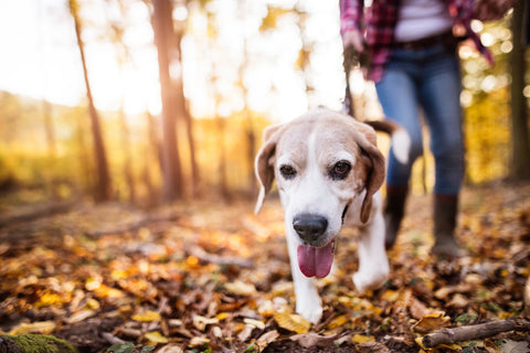 The dangers of autumn for your dog
