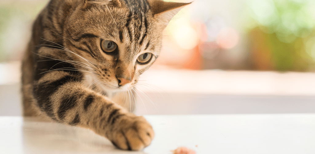 Getting a fussy cat to eat