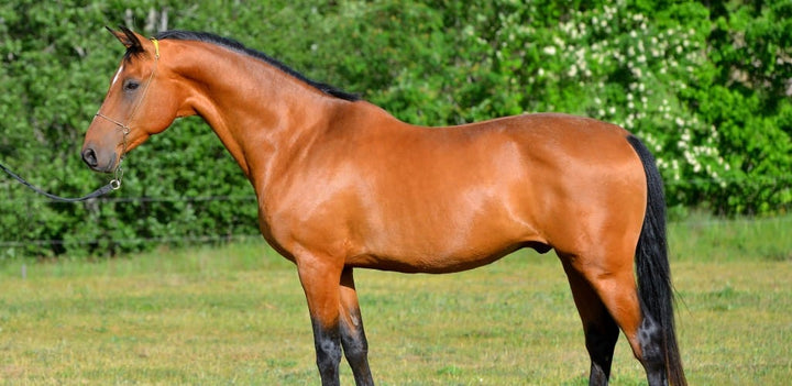 Gastric ulcers in horses
