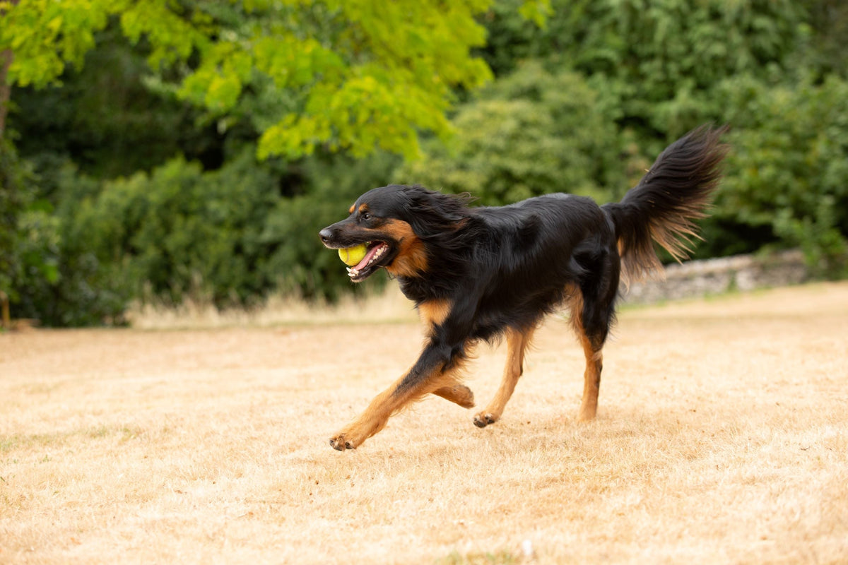 Ask the Vets: All about dog weight
