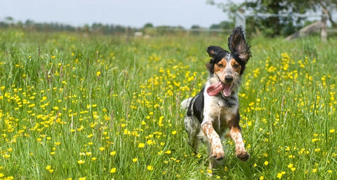 Dog skin allergies