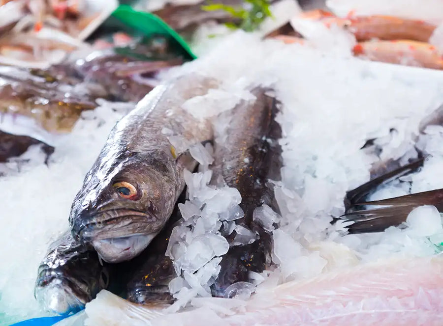 Hoki fish for dogs