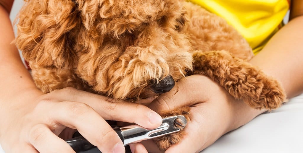 Pet health check at home