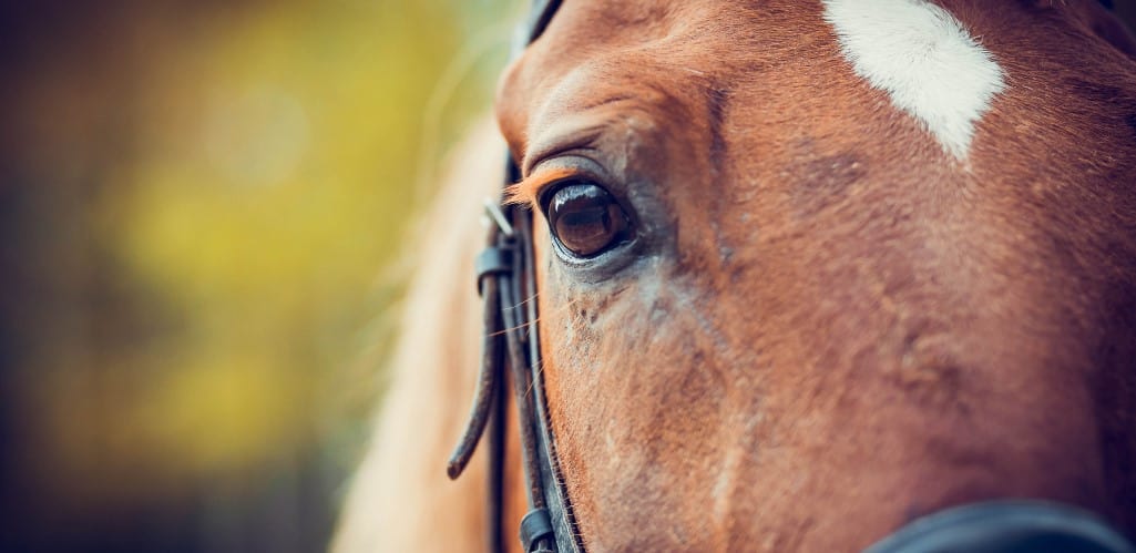 How do horses see?