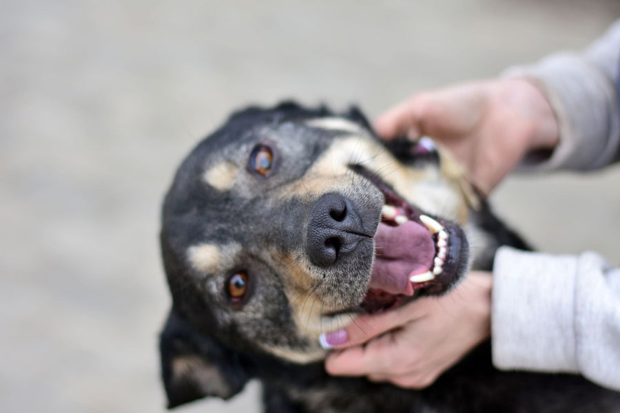 Happy dog looking at camera