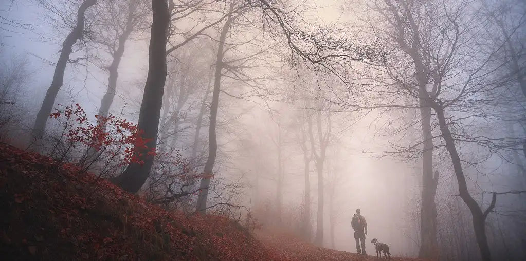 Walking dog in a foggy wood