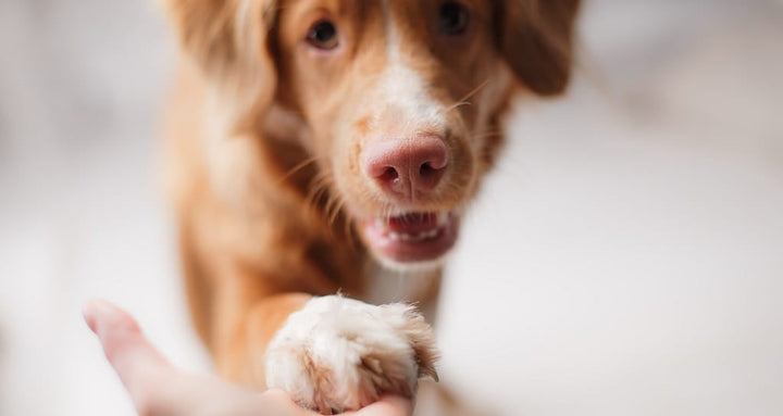 5 tips when introducing your dog to new people