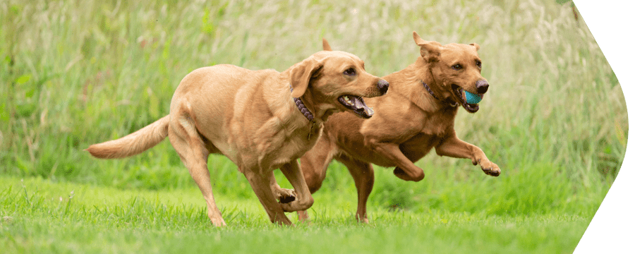 Stiff joints in dogs: Signs, causes and ways to support them