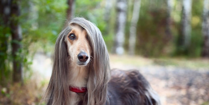 Doggy Doppelganger - Is your dog the animal version of you?