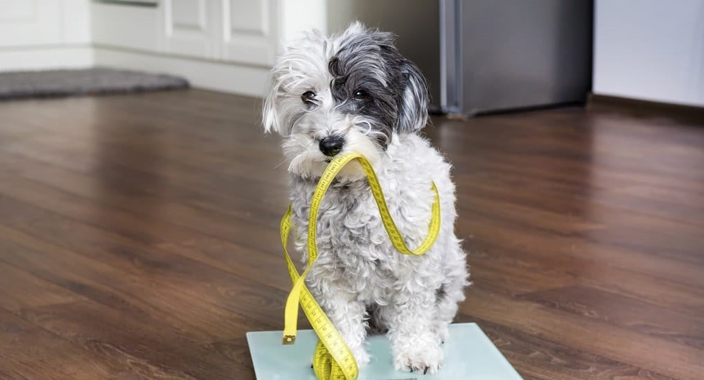 How to tell if you have an overweight dog and what to do about it