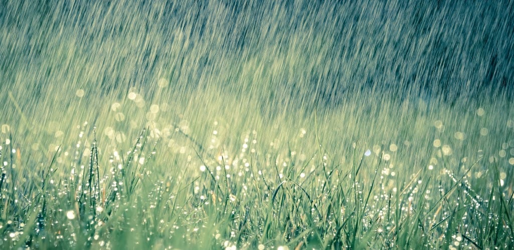 Keeping your pet calm in a storm