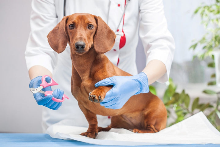 How to cut dog nails