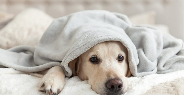 Is your dog bored?