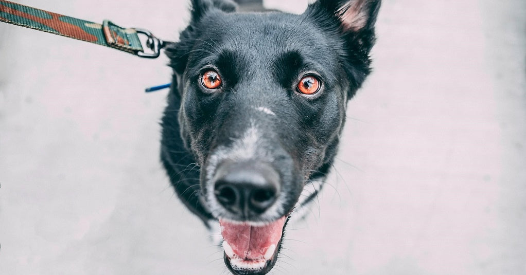 Which Dog Lead is Right for you Dog?