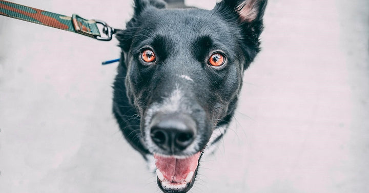 Which Dog Lead is Right for you Dog?