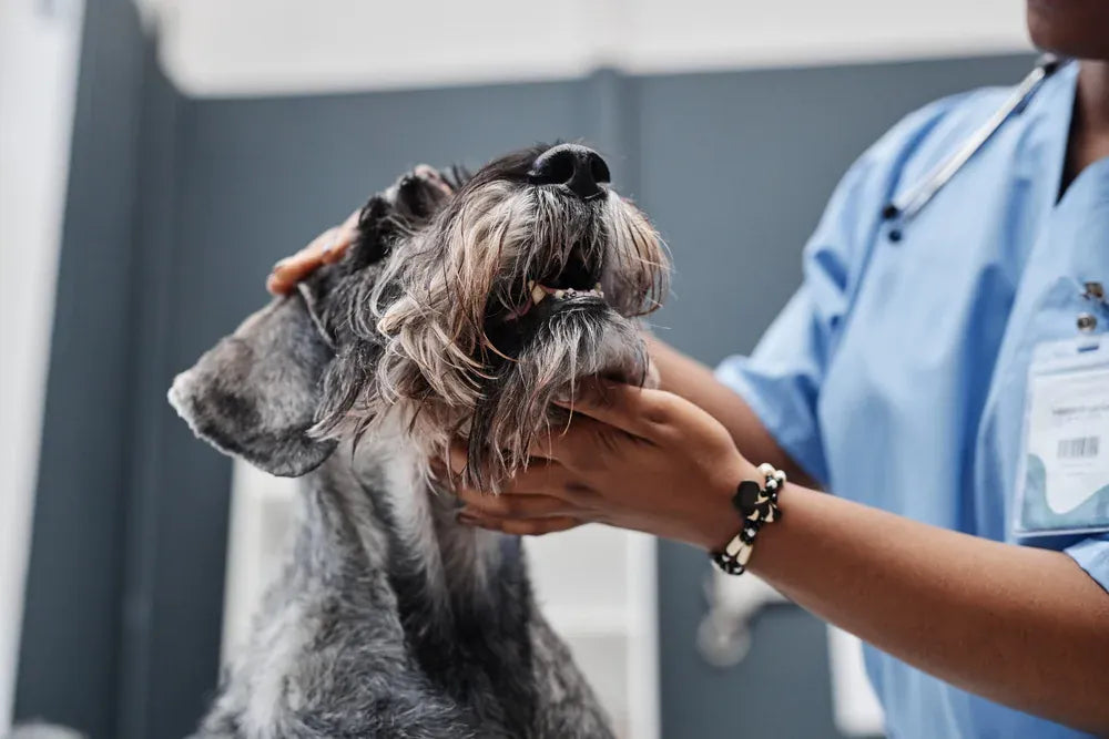 Anal gland infections in dogs