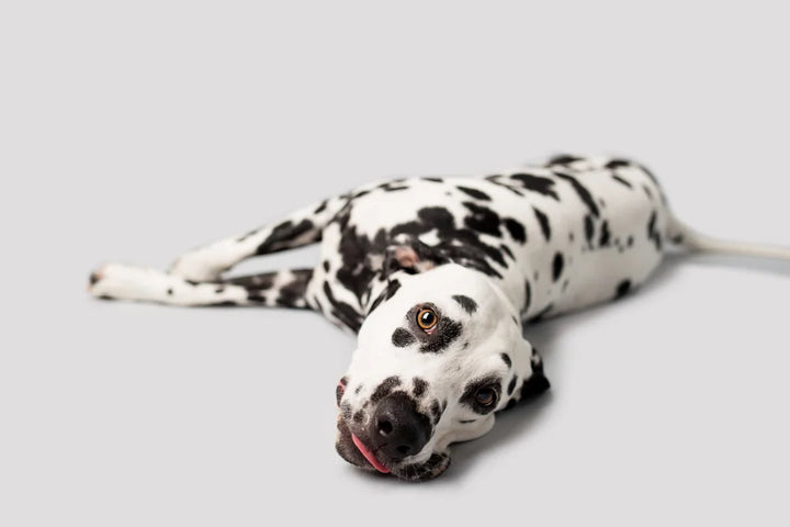 Swollen stomachs & bloat in dogs