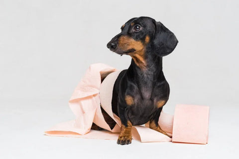 Dachshund with digestive issues