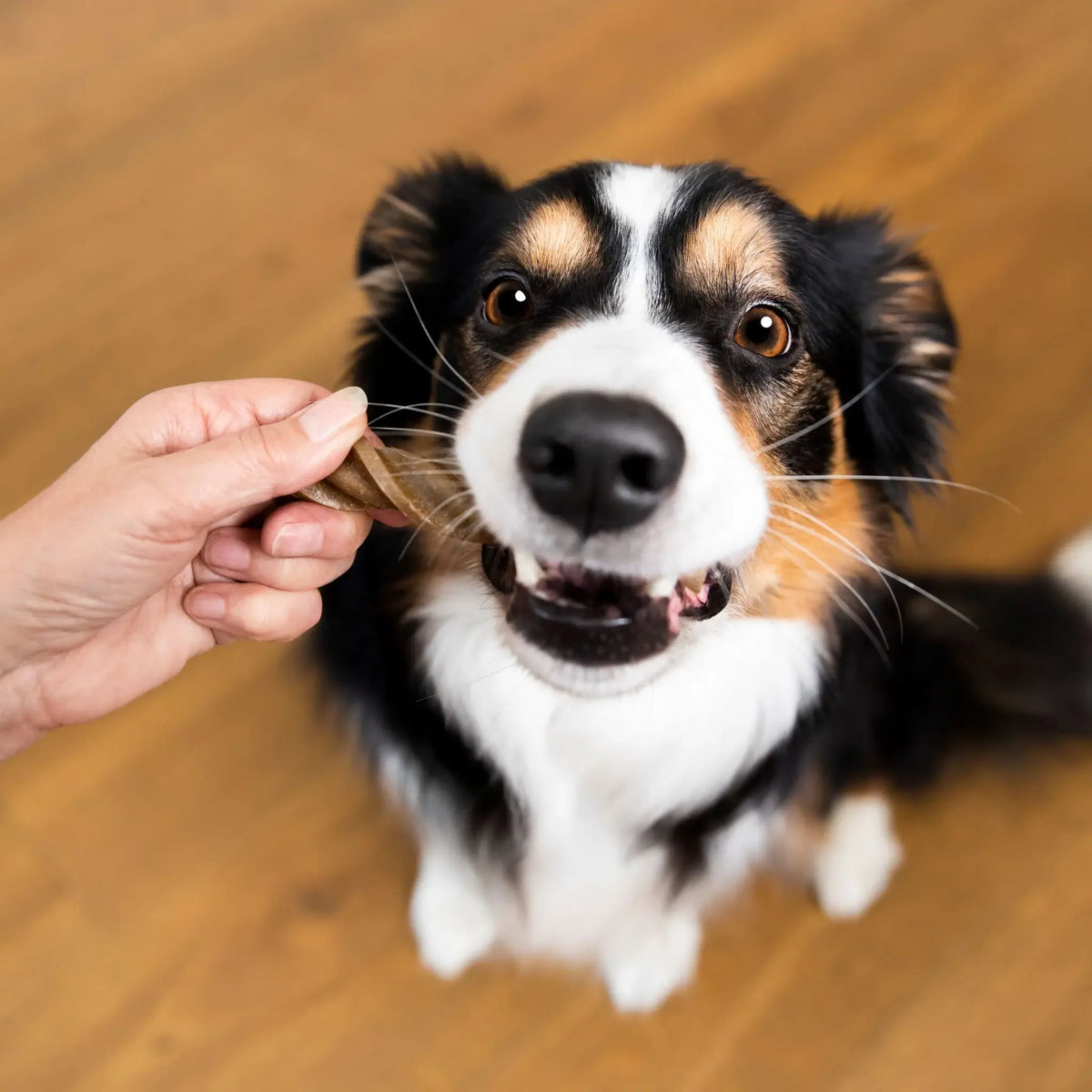 Do dental care sticks work?