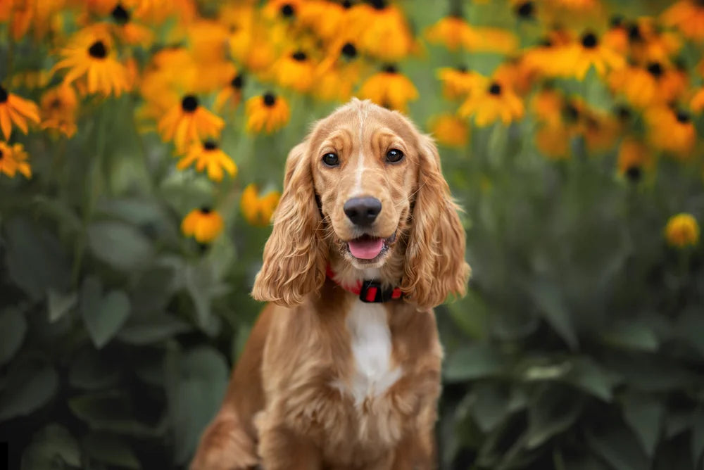 Cocker spaniel sitting in field of flowers