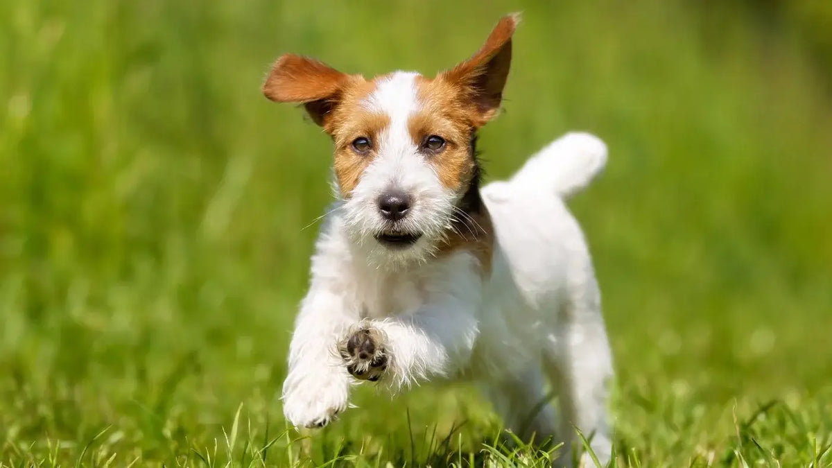 Dog digestive problems: What are the causes and what to do about them