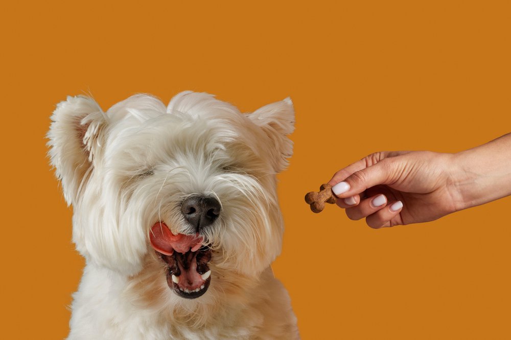 Dog food allergies