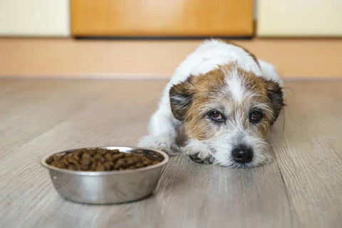 dog with gastroenteritis refusing to eat