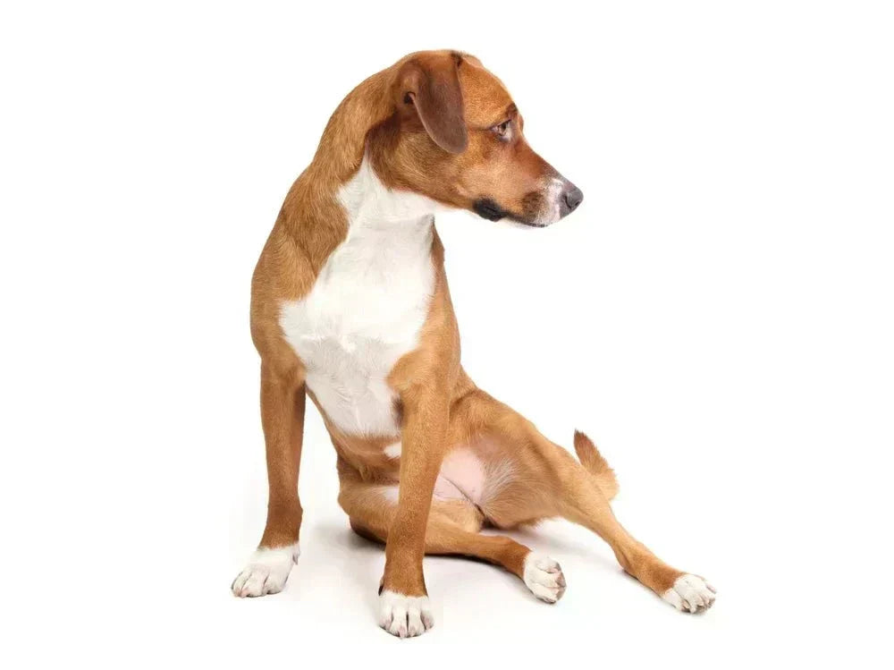 Hip dysplasia in dogs