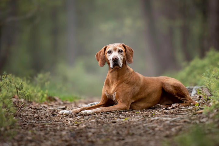 Ask The Vet: YuMOVE PLUS Max Strength