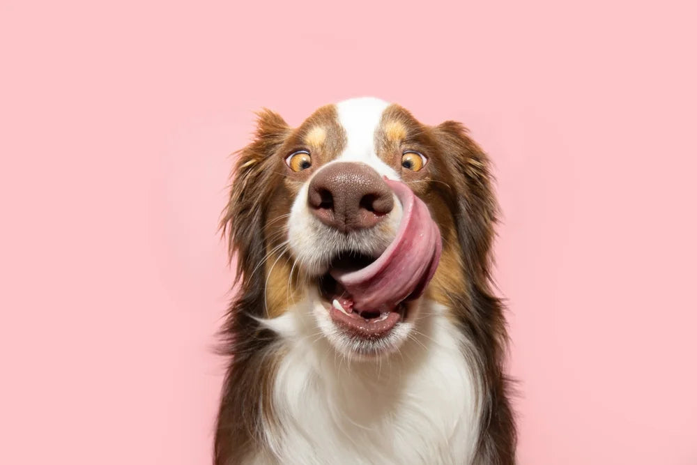 dog licking face