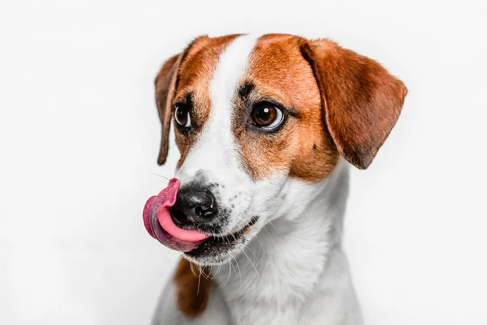 10 reasons why your dog is licking excessively