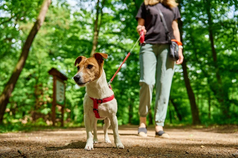 Dog on a lead in the woods