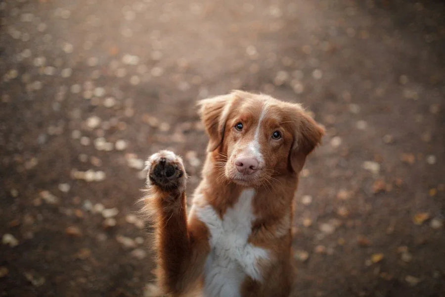 Dog holding it's infected paw up